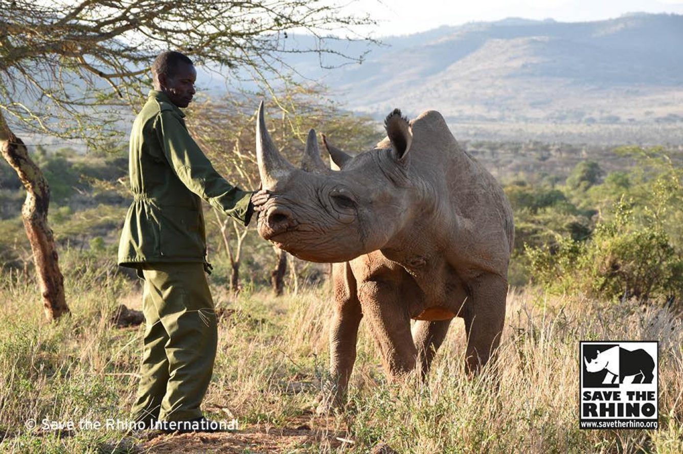 A photograph of a ranger and a curious black rhino