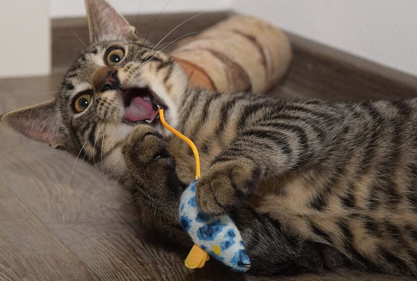 A picture of a grey tabby cat playing with a toy mouse