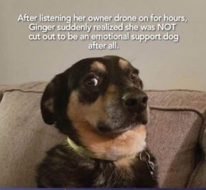Dog looking upset. Text reads After listening to her owner drone on for hours, Ginger Ginger suddenly realised she was NOT cut out to be an emotional support dog after all.